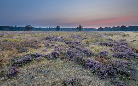 Heather landscape Odoorn