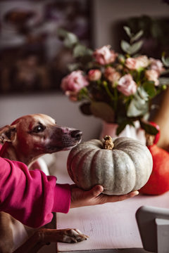 Pumpkin Detail