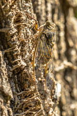 Cicada insect camouflage