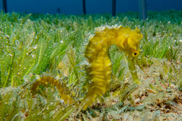 Hippocampus Sea ​​horse in the Red Sea Colorful and beautiful, Eilat Israel