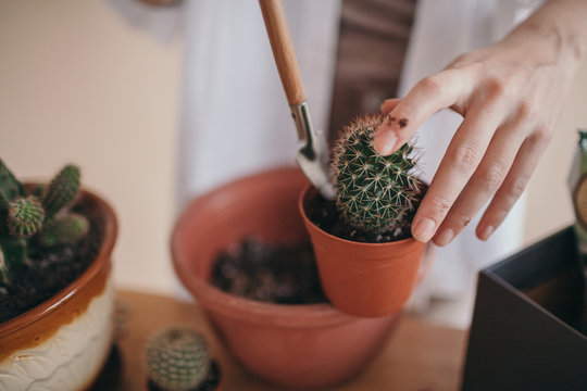 Woman uprooting cactus