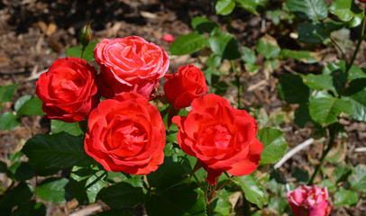 Summer in Nova Scotia: Closeup of Red Roses