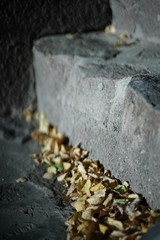 Dry birch leaves lie on stone steps with sunlight.