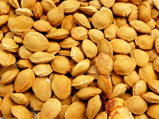 apricot bones close-up. background