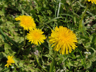 Dandelion flower on a springtime