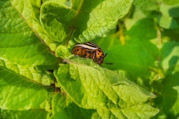 Colorado potato beetle on a sheet of potato. Insect pest for agriculture and vegetable garden. Beetle on a leaf.
