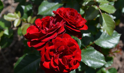 Summer in Nova Scotia: Closeup of Three Red Roses