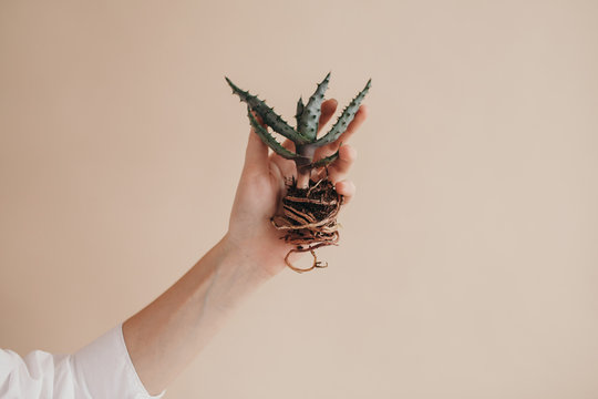 Crop hand holding small plant