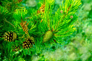 pine tree branch with cones on blurred background