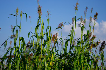 field of sorghum 