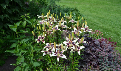 Summer in Nova Scotia: Asiatic Lilies (Black Spider) in a Garden