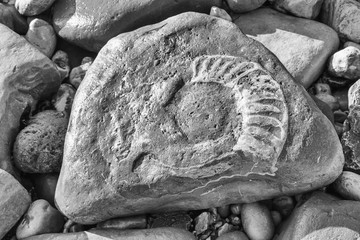 A large ammonite fossil in a beach boulder at Lyme Regis on Dorset's Jurassic Coast. A high contrast monochrome edit.