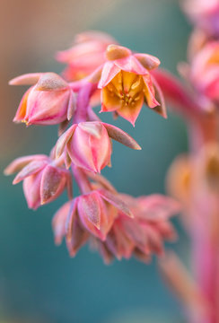 echeveria