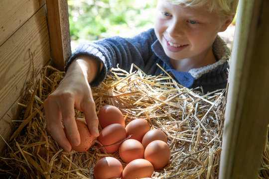 A young boy collects chicken eggs