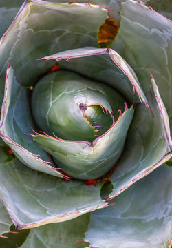 agave