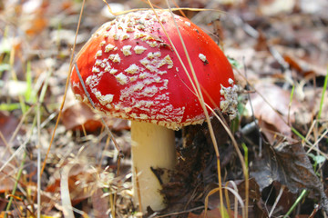 Red fly agaric in the forest. Amanita muscaria mushroom is photographed close-up in the forest.