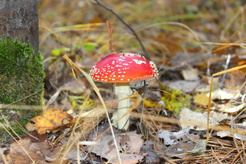 Red fly agaric in the forest. Amanita muscaria mushroom is photographed close-up in the forest.