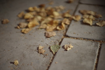 Dry yellow birch leaves lie on a tiled stone surface