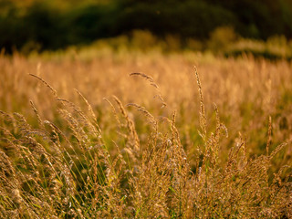 Summer field at sunset, Warm colors, Selective focus.