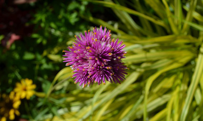 Summer in Nova Scotia: Closeup of Globe Amaranth Fireworks (Gomphrena globosa)