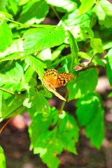 Twany Emperor Butterfly in summer