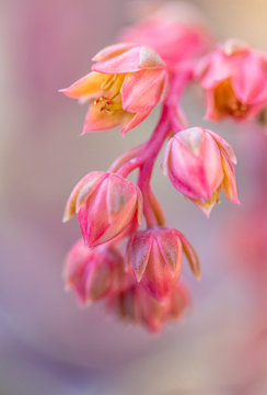 echeveria
