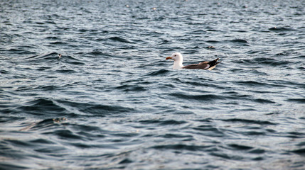 Seagull floating on sea surface
