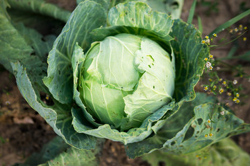 Big cabbage in the garden. Close-up. Cabbage petals