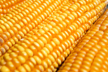Fresh corn closeup. Agricultural products. Bio products