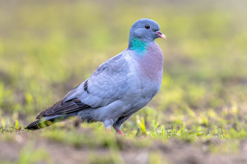 Stock dove foraging in green grass