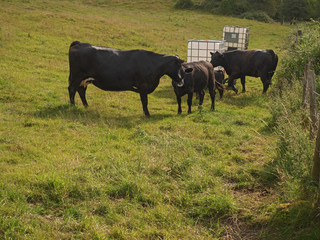 Naklejka na ściany i meble Black cow by water trough in a field, sunny day, Farming industry.