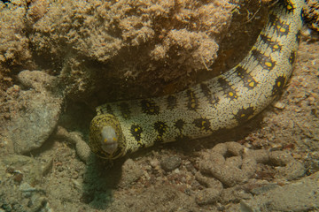 Tiger Snake Eel in the Red Sea Colorful and beautiful, Eilat Israel