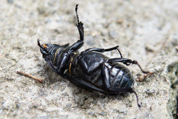 The black beetle lies on its back. Dead beetle
