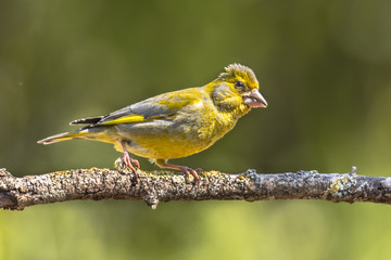 Greenfinch in the sun
