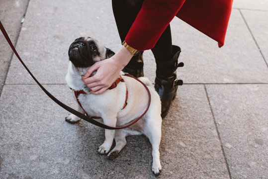 Woman stroking a pug