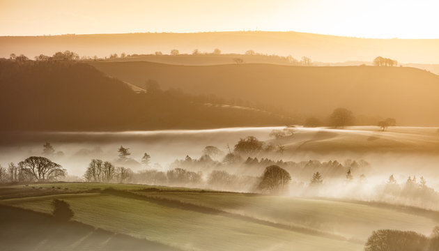 Mist shrouded trees at sunrise.