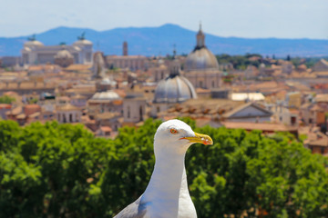 Fototapeta na wymiar Close up of a seagull in the historic center of Rome
