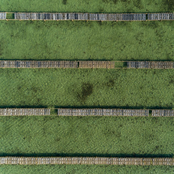 Rows of fresh farmed oyster baskets during a low tide