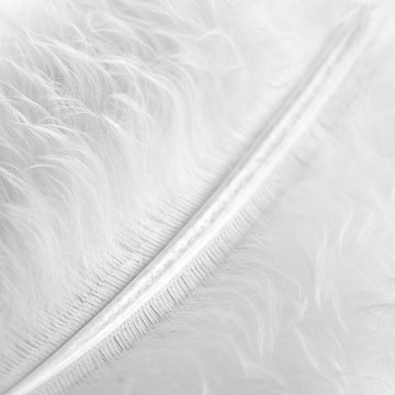 Close up of feather