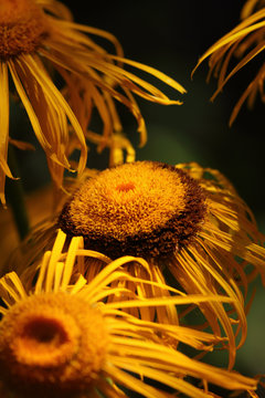 Dark yellow flowers