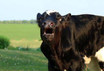 Newborn day old Holstein calf outside on the grass bawling for dinner on  a beautiful summer day © Diane