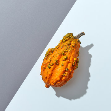 Orange decorative pumpkin on a double gray paper background with reflection of shadows and a copy of prostration. Top view