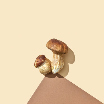 Composition of two fresh mushrooms on a double brownish-beige paper background with copy space. Flat lay