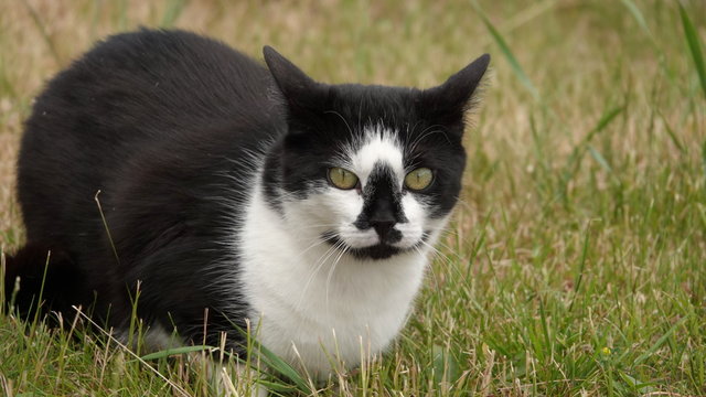 Black and white cat with odd face