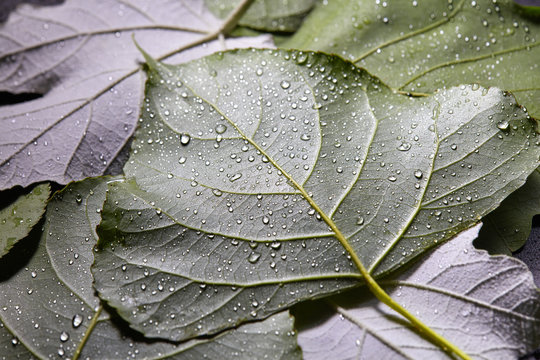 Pure water drops on different leaves. Creative macro photo as a mecket for your ideas. Flat lay