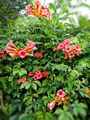 beautiful pomegranate flowers in the garden