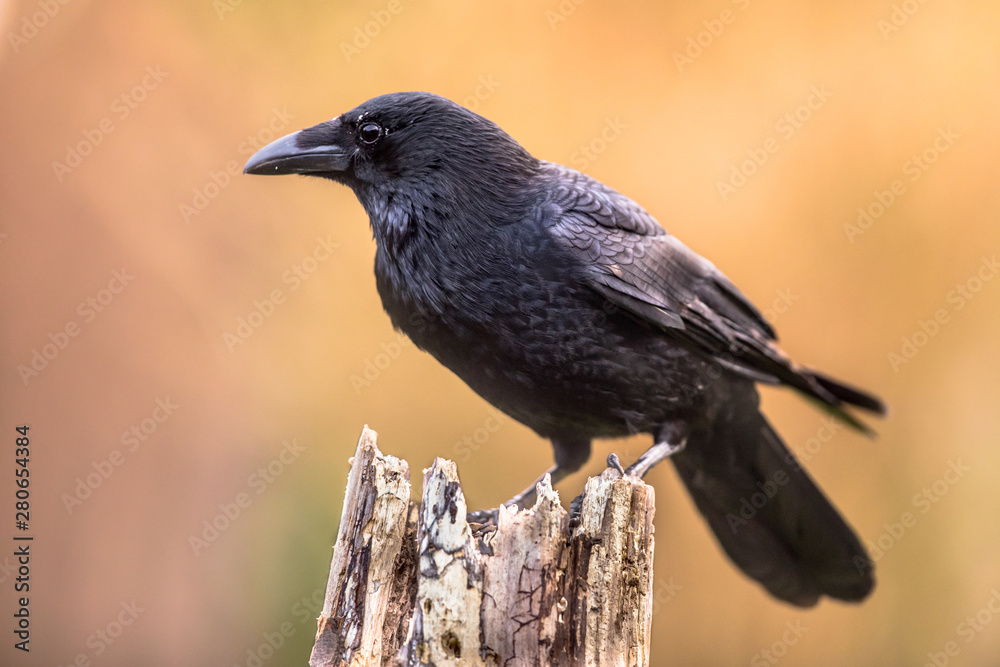 Sticker carrion crow bright background