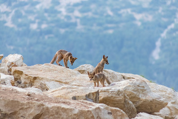 baby foxes