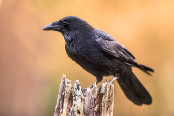 Obraz premium Carrion crow bright background
