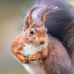 Fototapeta premium Red squirrel portrait